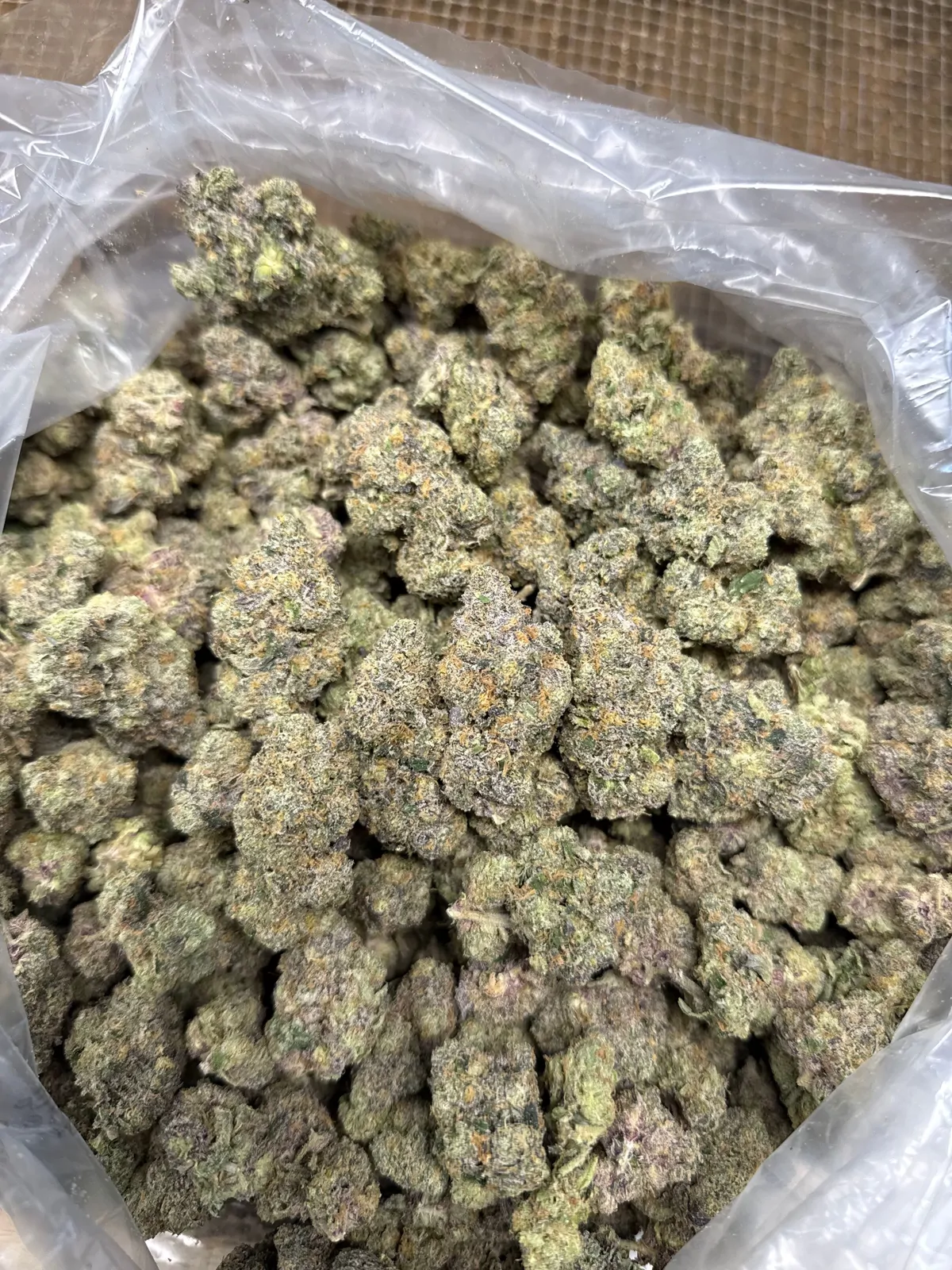Sunset Sherbert Flower